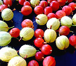 0910 Gooseberry 151