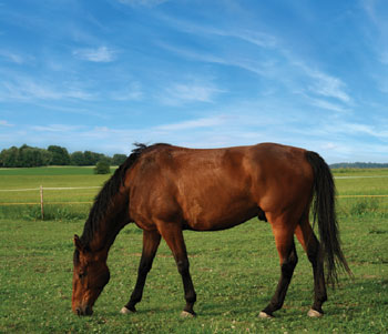 Elizabeth Arden 8-Hour Cream: Horsing Around