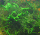 algae extract img