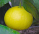 bergamot img