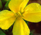 evening primrose oil image