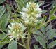 licorice root image